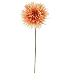 Apricot Shasta Daisy Stem