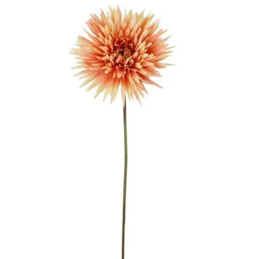 Apricot Shasta Daisy Stem