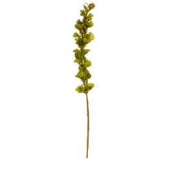 Bells of Ireland Stem