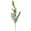 Boxwood Spray