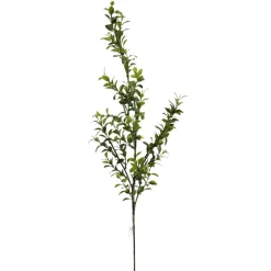 Boxwood Spray