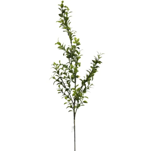 Boxwood Spray