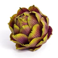 Burgundy Artichoke, Small