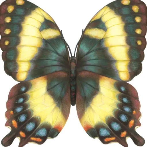 Butterfly Placemat Set