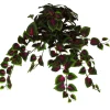 Coleus Hanging Bush
