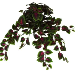 Coleus Hanging Bush