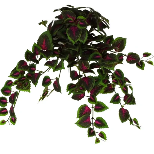 Coleus Hanging Bush