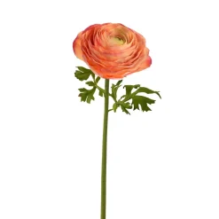 Coral Ranunculus