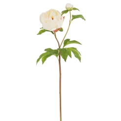 Cream Peony Bud