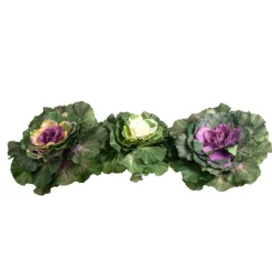 Large Leafy Cabbage