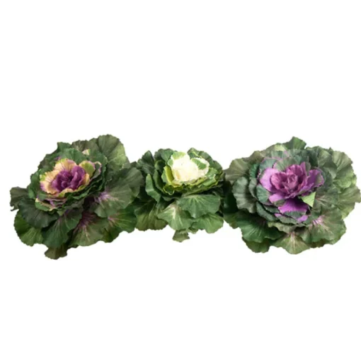 Large Leafy Cabbage