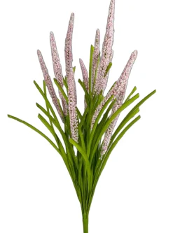 Pink Foxtail Bush
