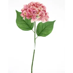 Pink Hydrangea Stem