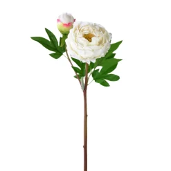 White Peony Stem
