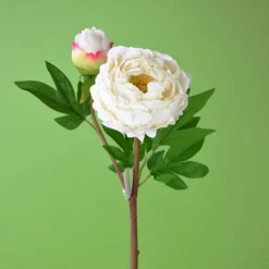 White Peony Stem