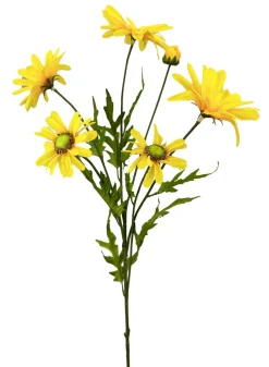 Yellow Daisy Bush